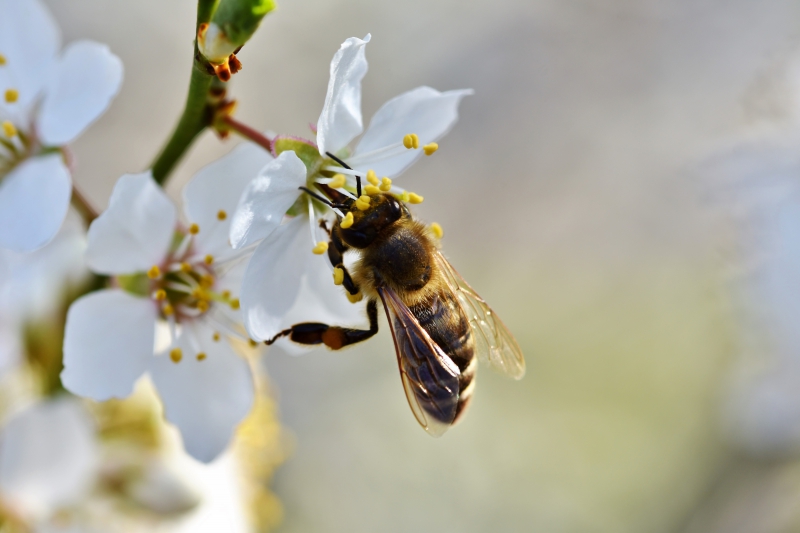 jardinerie-BAUDINARD SUR VERDON-min_bee-4092986